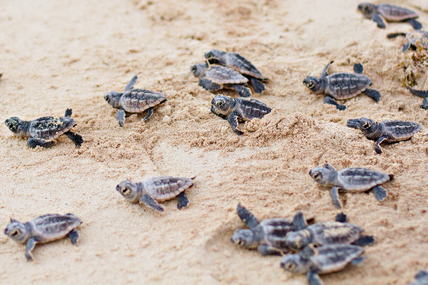 2D1N BAMBOO LAGOON – BAY CANH ISLAND – WATCH SEA TURTLE LAYING EGGS - photo 7